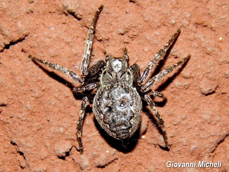 Nuctenea umbratica - Arluno (MI)